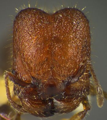 Media type: image;   Entomology 34368 Aspect: head frontal view